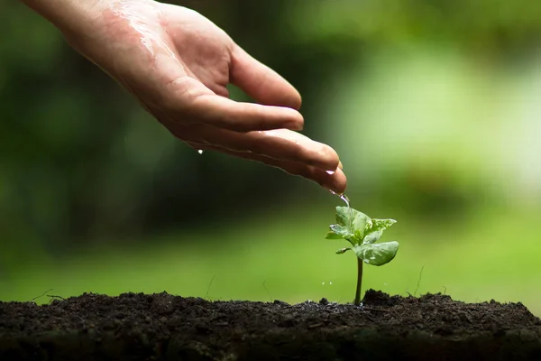 bir ağaç, Grow kahve ağaçları, tazelik, ağaçlar, sulama, büyüyen, yeşil korumak eller bitki,