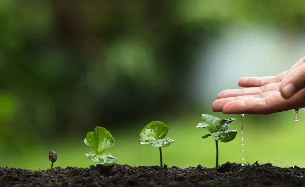 bir ağaç, Grow kahve ağaçları, tazelik, ağaçlar, sulama, büyüyen, yeşil korumak eller bitki,