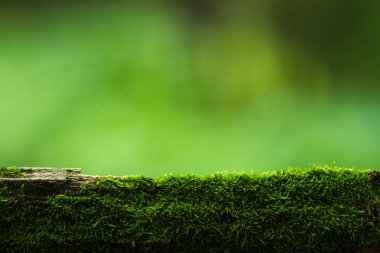 Yosun ve yeşil doğa arka plan