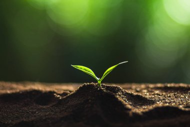 Bitki a ağaç doğa, kahve ağacı, taze, ağaç adım