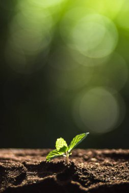 Bitki a ağaç doğa, kahve ağacı, taze, ağaç adım