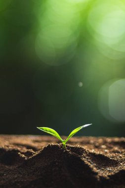 Bitki a ağaç doğa, kahve ağacı, taze, ağaç adım