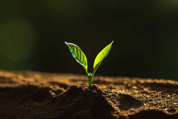 Planta un copac în natură, arbore de cafea, proaspăt, copac pas — Fotografie, imagine de stoc