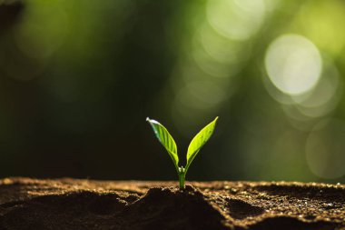 Doğada, kahve ağacı, taze bitki a ağaç