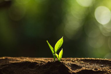 Doğada, kahve ağacı, taze bitki a ağaç