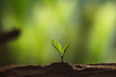 Doğada, kahve ağacı, taze bitki a ağaç