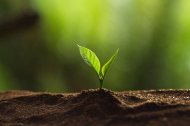 Doğada, kahve ağacı, taze bitki a ağaç