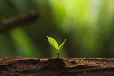 Doğada, kahve ağacı, taze bitki a ağaç