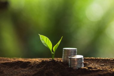 Doğada, kahve ağacı, taze bitki a ağaç