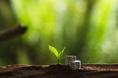 Doğada, kahve ağacı, taze bitki a ağaç