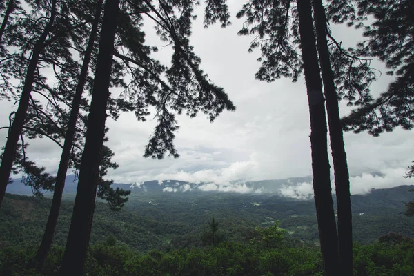 自然観光森雨の日 — ストック写真