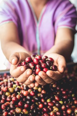 Ağaçlar tutku meyve dikim sulama ve iyi kaliteli toprak eller