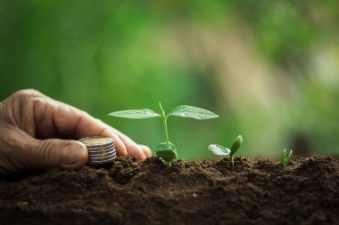 Kahve çekirdekleri sulama fidan doğal ışık büyüyen 