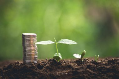 Kahve çekirdekleri sulama fidan doğal ışık büyüyen 