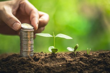 Kahve çekirdekleri sulama fidan doğal ışık büyüyen 