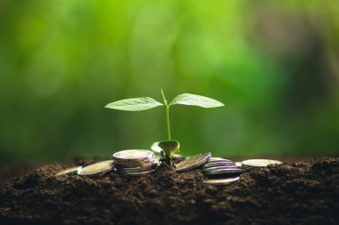 Kahve çekirdekleri sulama fidan doğal ışık büyüyen 