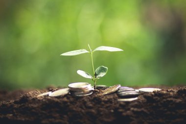 Kahve çekirdekleri sulama fidan doğal ışık büyüyen 