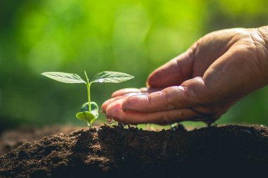 Kahve çekirdekleri sulama fidan doğal ışık büyüyen 