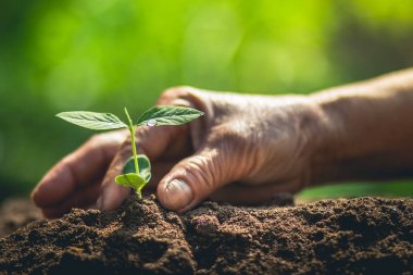 Kahve çekirdekleri sulama fidan doğal ışık büyüyen 