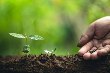 Kahve çekirdekleri sulama fidan doğal ışık büyüyen 