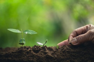 Kahve çekirdekleri sulama fidan doğal ışık büyüyen 