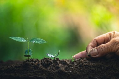 Kahve çekirdekleri sulama fidan doğal ışık büyüyen 