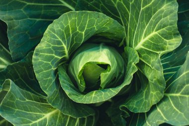 Meyve ağaçları büyüme tutku Ekim ve sulama doğa ışık ve arka plan el