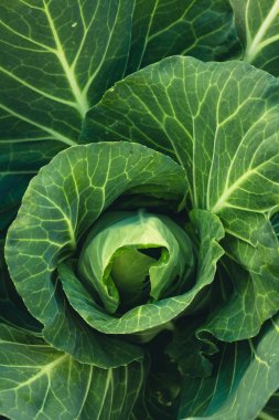 Meyve ağaçları büyüme tutku Ekim ve sulama doğa ışık ve arka plan el