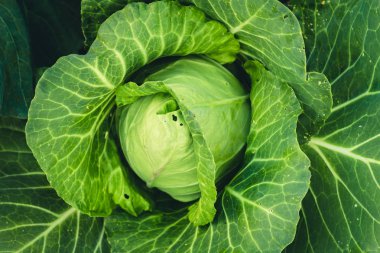 Meyve ağaçları büyüme tutku Ekim ve sulama doğa ışık ve arka plan el