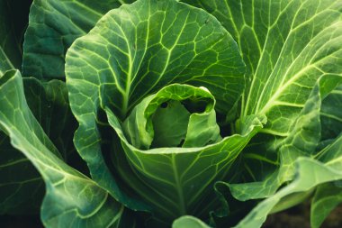 Meyve ağaçları büyüme tutku Ekim ve sulama doğa ışık ve arka plan el