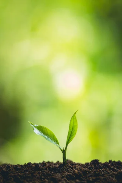 Pianta Albero Frutto Della Passione Piantine Forti Piantare Giovani Alberi — Foto Stock