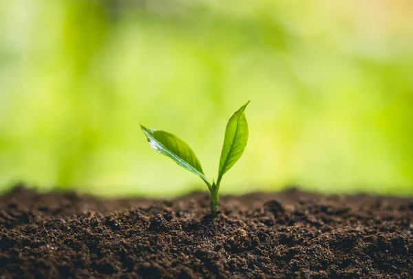 Bir ağaç Passion fruit güçlü fidan dikmek, kavram dikim genç ağaç tarafından eski el toprak olarak bakım ve kaydetmek istiyorsunuz