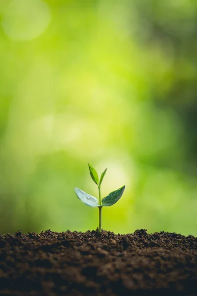 Pflanzen Sie Einen Baum Passionsfrucht Starke Sämlinge Pflanzung Junger Baum — Stockfoto