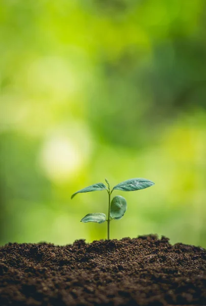 Pianta Albero Frutto Della Passione Piantine Forti Piantare Giovani Alberi — Foto Stock