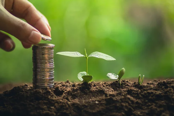 Plantera Träd Tillväxt Passion Frukt Och Hand Vattning Naturen Ljus — Stockfoto