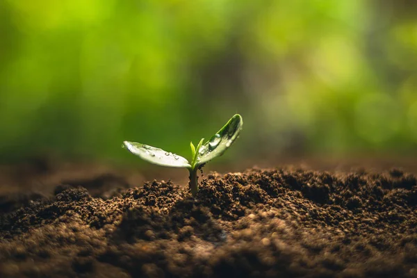 Coltivazione Chicchi Caffè Innaffiamento Alberello Luce Naturale — Foto Stock