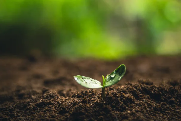 Växande Kaffebönor Vattning Planta Dagsljus — Stockfoto