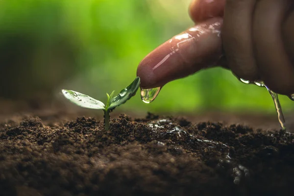 Kahve çekirdekleri sulama fidan doğal ışık büyüyen 