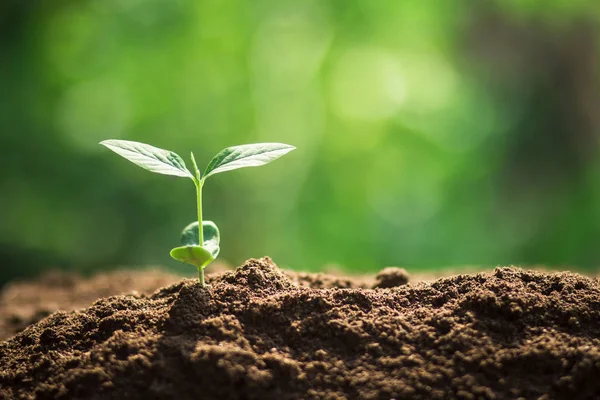 Coltivazione Chicchi Caffè Innaffiamento Alberello Luce Naturale — Foto Stock