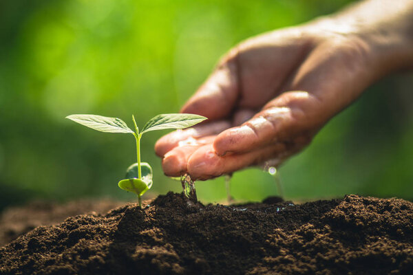 Grow coffee beans Plant coffee tree Hand care and watering the trees Evening light in nature