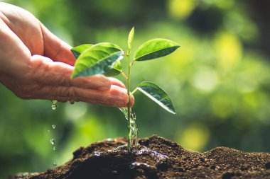 Kahve fidan doğa yakın çekim taze yeşil bitki bitki
