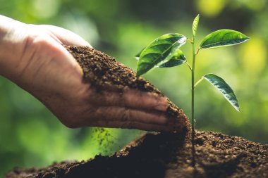 Kahve fidan doğa yakın çekim taze yeşil bitki bitki