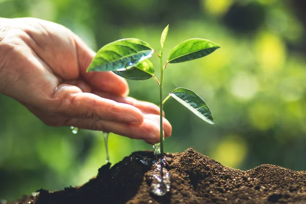 Plantes Plantes Plantes Café Dans Nature Gros Plan Sur Les — Photo