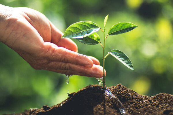 Plant Coffee seedlings in nature Close-Up Of Fresh Green Plant