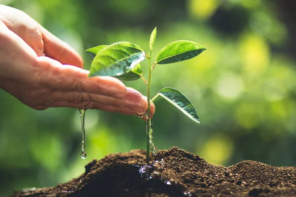 Natura Zbliżenie Świeży Zielone Roślin Roślin Sadzonki Kawy — Zdjęcie stockowe