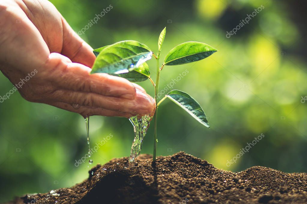 Planta Plántulas de café en la naturaleza Primer plano de planta verde