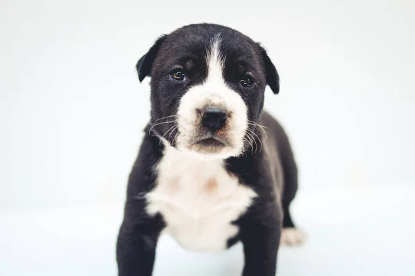 分離された犬子犬犬交配かわいい — ストック写真