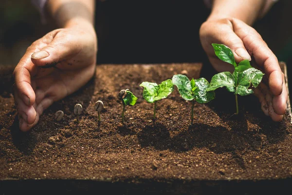 Kahve fidan doğa yakın çekim taze yeşil bitki bitki