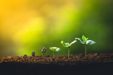 Kahve çekirdekleri tesisi kahve ağacı el bakım büyümek ve ağaçların sulama doğa ışığında akşam