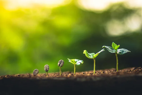 Crește Boabe Cafea Plantați Arborele Cafea Îngrijirea Mâinilor Udarea Copacilor — Fotografie, imagine de stoc